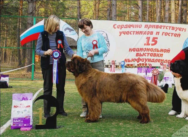 Фото: ньюфаундленд Izabel' iz Carstva Medvedey (Изабель из Царства Медведей)