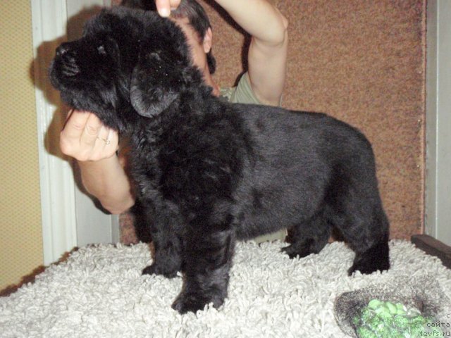 Фото: ньюфаундленд S'Nezhnaya Vjuga Abrau Durso (С'Нежная Вьюга Абрау Дюрсо)