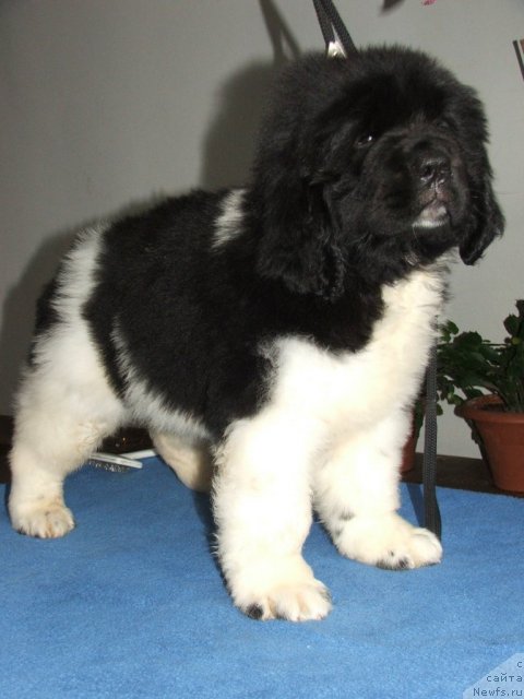 Фото: ньюфаундленд Plushevaya Panda Ulybka Ledi Scharm (Плюшевая Панда Улыбка Леди Шарм)