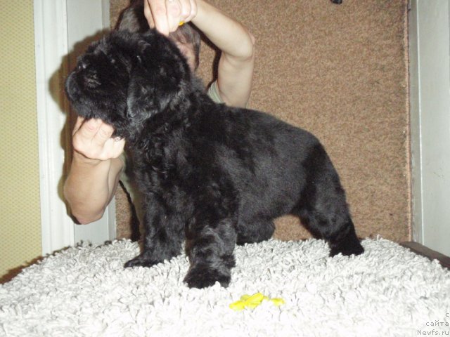 Фото: ньюфаундленд S'Nezhnaya Vjuga Amorone Sartori (С'Нежная Вьюга Амороне Сартори)