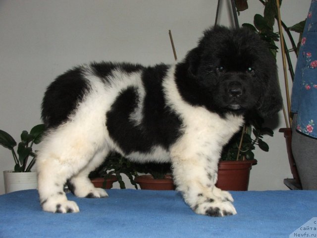 Фото: ньюфаундленд Plushevaya Panda Unikalnoe Sokrowischtsche (Плюшевая Панда Уникальное Сокровище)