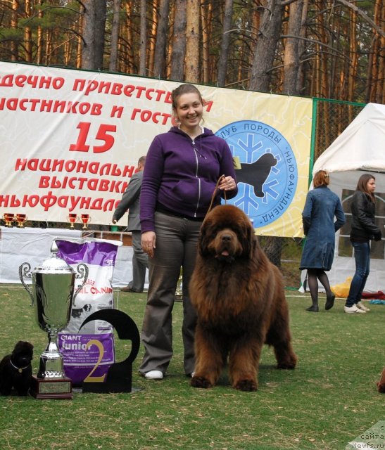 Фото: ньюфаундленд Komandor iz Medvej'ego YAra (Командор из Медвежьего Яра)