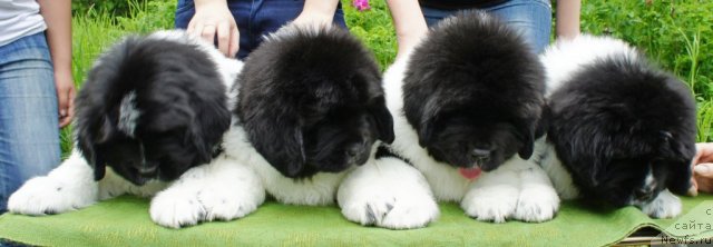 Фото: Cлева направо:
Малиновая, Желтая, Зеленый, Коралловая