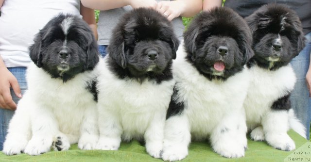 Фото: Cлева направо:
Малиновая, Желтая, Зеленый, Коралловая