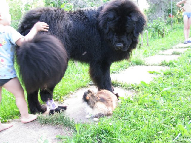 Фото: ньюфаундленд Fann'yuf Uilgryem Syer (Фанньюф Уилгрэм Сэр)