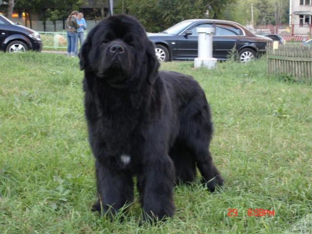 Фото: ньюфаундленд Fiamettahauz Gay Persival (Фиаметтахауз Гай Персиваль)