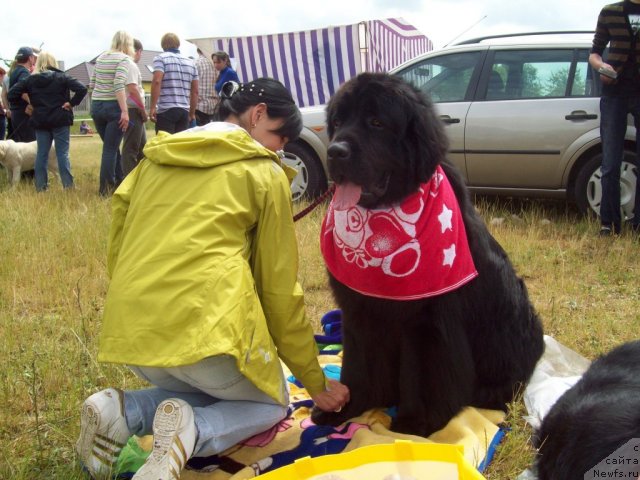 Фото: ньюфаундленд Ochen' Vajnaya Persona (Очень Важная Персона)