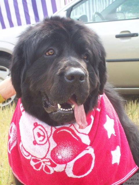 Фото: ньюфаундленд Ochen' Vajnaya Persona (Очень Важная Персона)