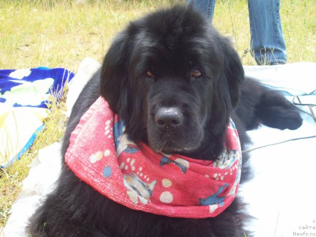 Фото: ньюфаундленд Varvara Vialiki Miadzvedz (Варвара Вялiкi Мядзведзь)