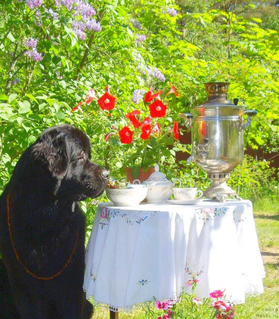 Фото: ньюфаундленд Aquatoriya Kelvin Kadril (Акватория Келвин Кадриль)