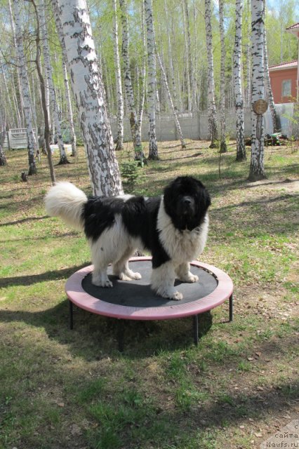 Фотография № 70392