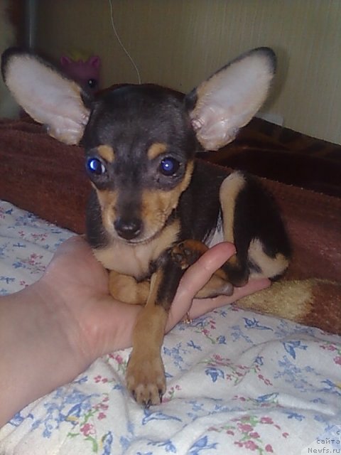 Фотография № 70393