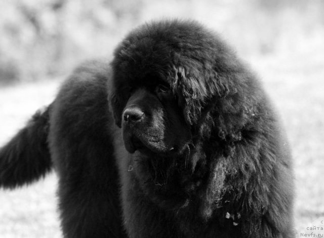 Фотография № 70395