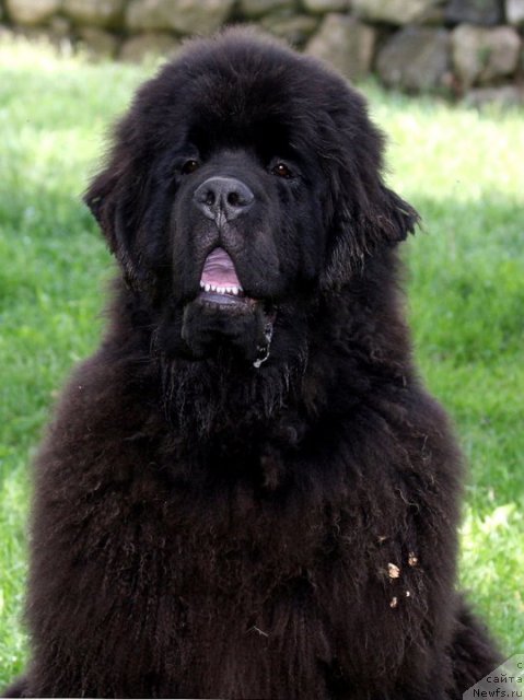 Фото: ньюфаундленд Sent Djons Hero for Kloofbear (Сент Джонс Херо фор Клуфбеар)