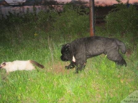 Фото: ньюфаундленд Olivriko Avatar (Оливрико Аватар)