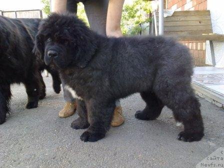 Фото: ньюфаундленд Olivriko Avrora (Оливрико Аврора)