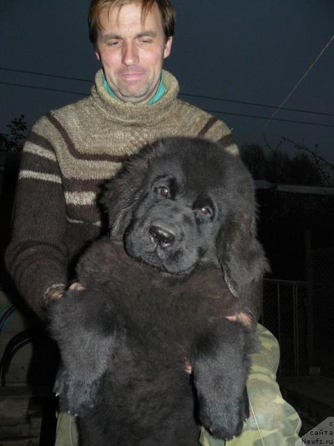 Фото: Aleksey Zavaruev (Алексей Заваруев), ньюфаундленд Pchyolkin Dom Astoriya (Пчёлкин Дом Астория)