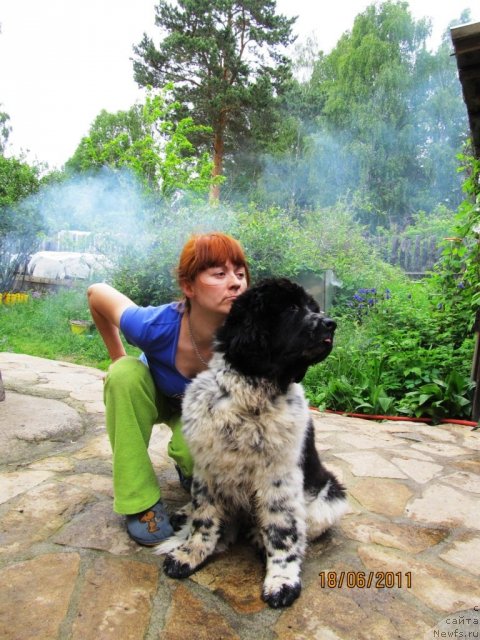 Фото: ньюфаундленд Super Bizon Ekaterinburg (Супер Бизон Екатеринбург), Irina Nistratova (Ирина Нистратова)