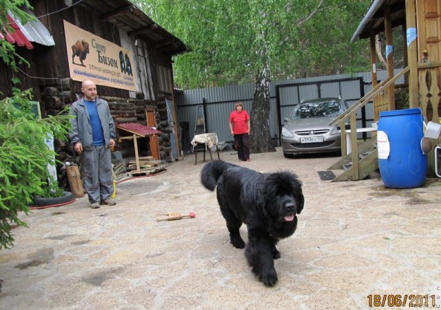 Фото: ньюфаундленд Super Bizon Antaliya (Супер Бизон Анталия), Aleksey Nistratov (Алексей Нистратов), Nataliya Snigireva (Наталия Снигирева)