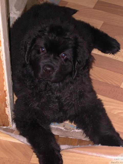 Фото: ньюфаундленд Van Len Taym Vensan Velikolepnyiy (Ван Лен Тайм Венсан Великолепный)