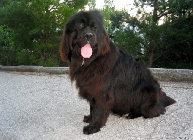 Фото: ньюфаундленд Sent Djons Fiesta in Summer Day (Сент Джонс Фиеста оф Саммер Дей), Фрося