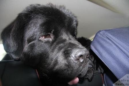 Фото: ньюфаундленд Restayling From SHipmyen (Рестайлинг Фром Шипмэн)