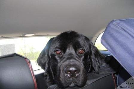 Фото: ньюфаундленд Bonni Flayt (Бонни Флайт)