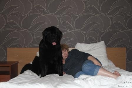 Фото: ньюфаундленд Bonni Flayt (Бонни Флайт), Elena SHigal' (Елена Шигаль)
