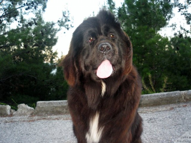 Фото: ньюфаундленд Sent Djons Fiesta in Summer Day (Сент Джонс Фиеста оф Саммер Дей), ньюфаундленд Sent Djons Fiesta in Summer Day (Сент Джонс Фиеста оф Саммер Дей)