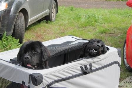 Фото: ньюфаундленд Bonni Flayt (Бонни Флайт), ньюфаундленд Restayling From SHipmyen (Рестайлинг Фром Шипмэн)
