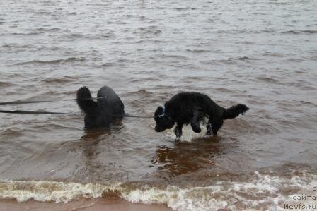 Фото: ньюфаундленд Bonni Flayt (Бонни Флайт), ньюфаундленд Restayling From SHipmyen (Рестайлинг Фром Шипмэн)