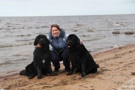 Фото: ньюфаундленд Bonni Flayt (Бонни Флайт), ньюфаундленд Restayling From SHipmyen (Рестайлинг Фром Шипмэн), Mariya SHigal' (Мария Шигаль)