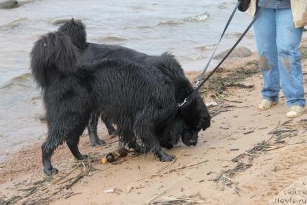 Фото: ньюфаундленд Bonni Flayt (Бонни Флайт), ньюфаундленд Restayling From SHipmyen (Рестайлинг Фром Шипмэн)