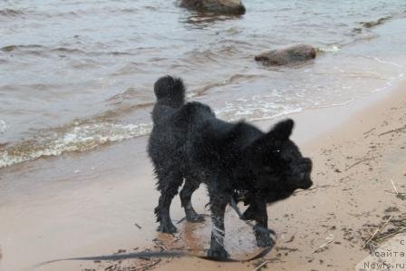 Фото: ньюфаундленд Restayling From SHipmyen (Рестайлинг Фром Шипмэн)