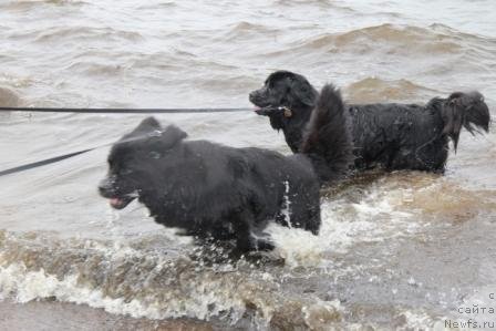Фото: ньюфаундленд Bonni Flayt (Бонни Флайт), ньюфаундленд Restayling From SHipmyen (Рестайлинг Фром Шипмэн)
