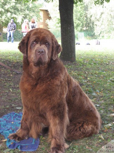 Фото: ньюфаундленд Kupava