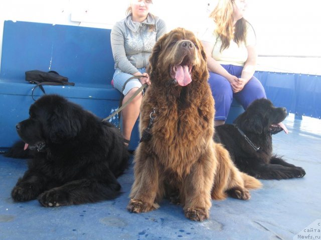 Фото: ньюфаундленд Kupava