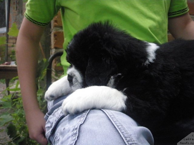 Фотография № 70490