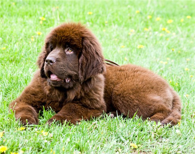 Фото: ньюфаундленд Djipsi Lya Viskonti (Джипси Ля Висконти)