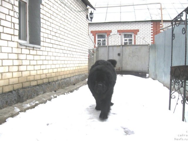 Фото: ньюфаундленд Chumak Bolshoj Malysh (Чумак Большой Малыш)