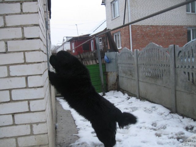 Фото: ньюфаундленд Chumak Bolshoj Malysh (Чумак Большой Малыш)