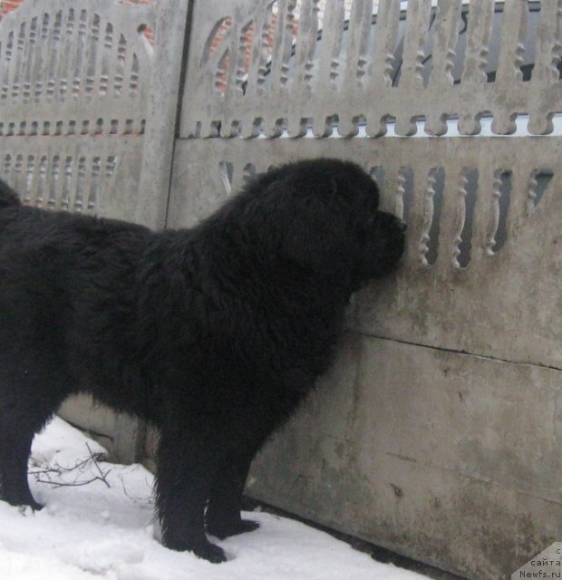 Фото: ньюфаундленд Chumak Bolshoj Malysh (Чумак Большой Малыш)