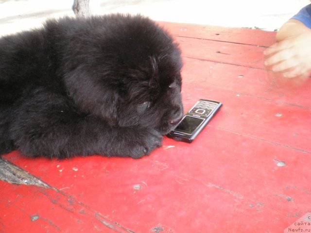Фото: ньюфаундленд Chumak Bolshoj Malysh (Чумак Большой Малыш)
