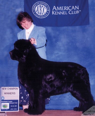 Фото: ньюфаундленд Threeponds Stroke of Luck