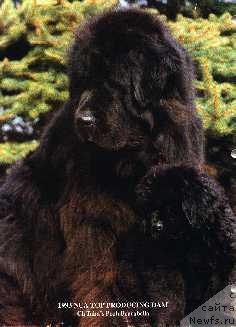 Фото: ньюфаундленд Tabus Pooh Bearabella