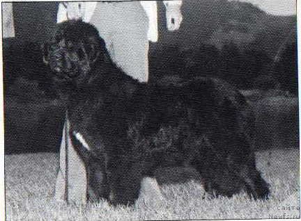 Фото: ньюфаундленд Bos'n Bo Terranova Rhea