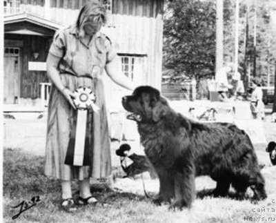 Фото: ньюфаундленд Tuckamores Big Dipper