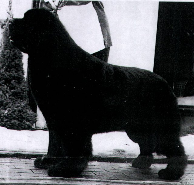 Фото: ньюфаундленд Jubilees You're the Top