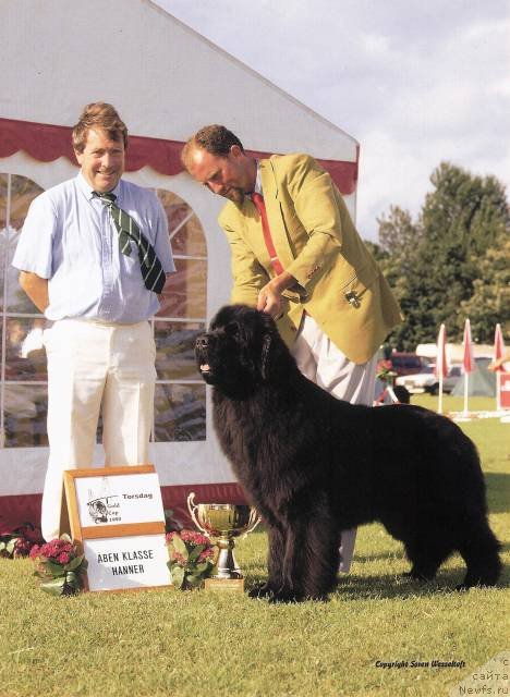 Фото: ньюфаундленд Numas Had to be Pouch Cove