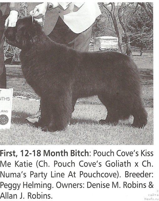 Фото: ньюфаундленд Pouch Cove's Kiss me Katie